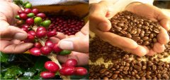 哥倫比亞精品咖啡豆分級分類 哥倫比亞咖啡豆特點、味道及品牌介