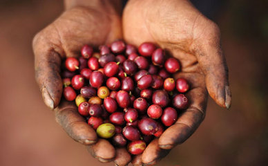 咖啡果收穫時間 以赤道分類講解咖啡果實收成時間的月份及採摘