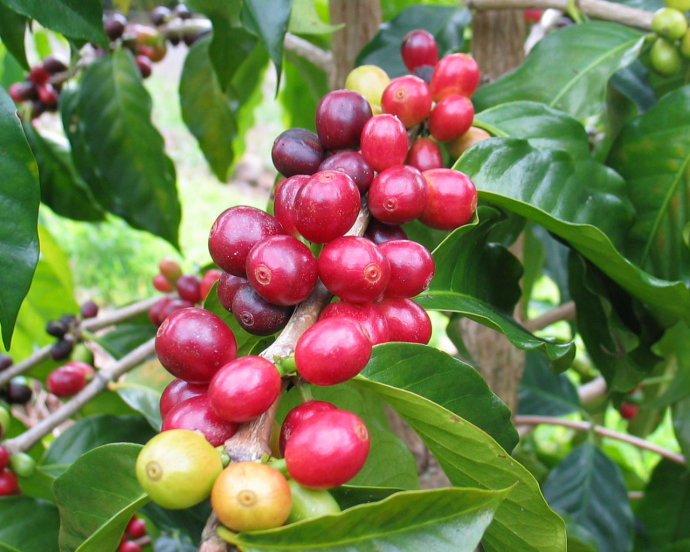 咖啡果實從種子到生長到採摘後處理的過程 咖啡豆的分層解剖解析