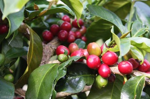 坦桑尼亞咖啡豆種類  坦桑尼亞精品咖啡豆種類SC3、SC11和SC14