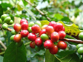 咖啡的種植與栽培 咖啡的栽培技術技巧介紹 咖啡生豆種植過程的變