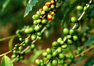 衣索比亞咖啡生長和生產的4種形態 埃塞俄比亞咖啡豆特徵風味介紹