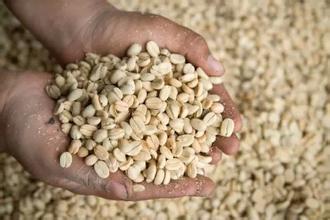 咖啡價格不斷下降 咖啡豆需求上升或會促進產品提升質量