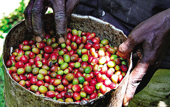 美妙奇特的非洲本地的精品單品咖啡的口感以及風味越來越受大衆的