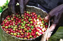 美妙奇特的非洲本地的精品單品咖啡的口感以及風味越來越受大衆的