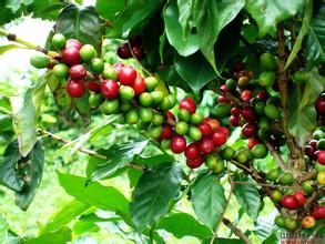 保山小粒咖啡的生長條件及其優秀的品質