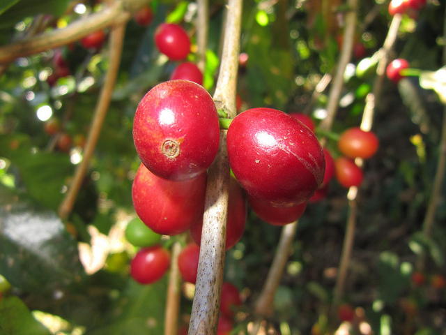 巴拿馬咖啡的主要產區 巴拿馬咖啡的種植壞境 巴拿馬咖啡的種植優