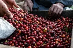 種植咖啡樹的條件 咖啡樹種植 咖啡樹的成長環境 什麼是咖啡帶