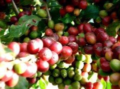 中國凌豐咖啡的種植面積 凌豐咖啡公司的生產線 中國咖啡莊園