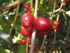咖啡樹結成的果實 咖啡漿果的特徵以及其形成的過程 咖啡花是什麼