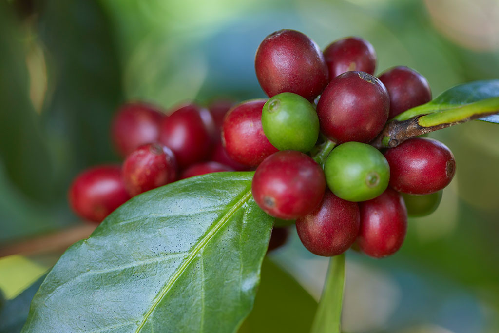 美洲產區的哥斯達黎加種植的阿拉比卡種咖啡豆的種植和基本概況