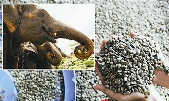 亞洲產區黑色象牙咖啡又名象糞咖啡豆形成的原理以及象糞咖啡的制