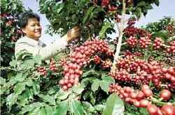 非洲埃塞爾比亞日曬耶加雪啡耶加雪啡味精品咖啡豆的風味