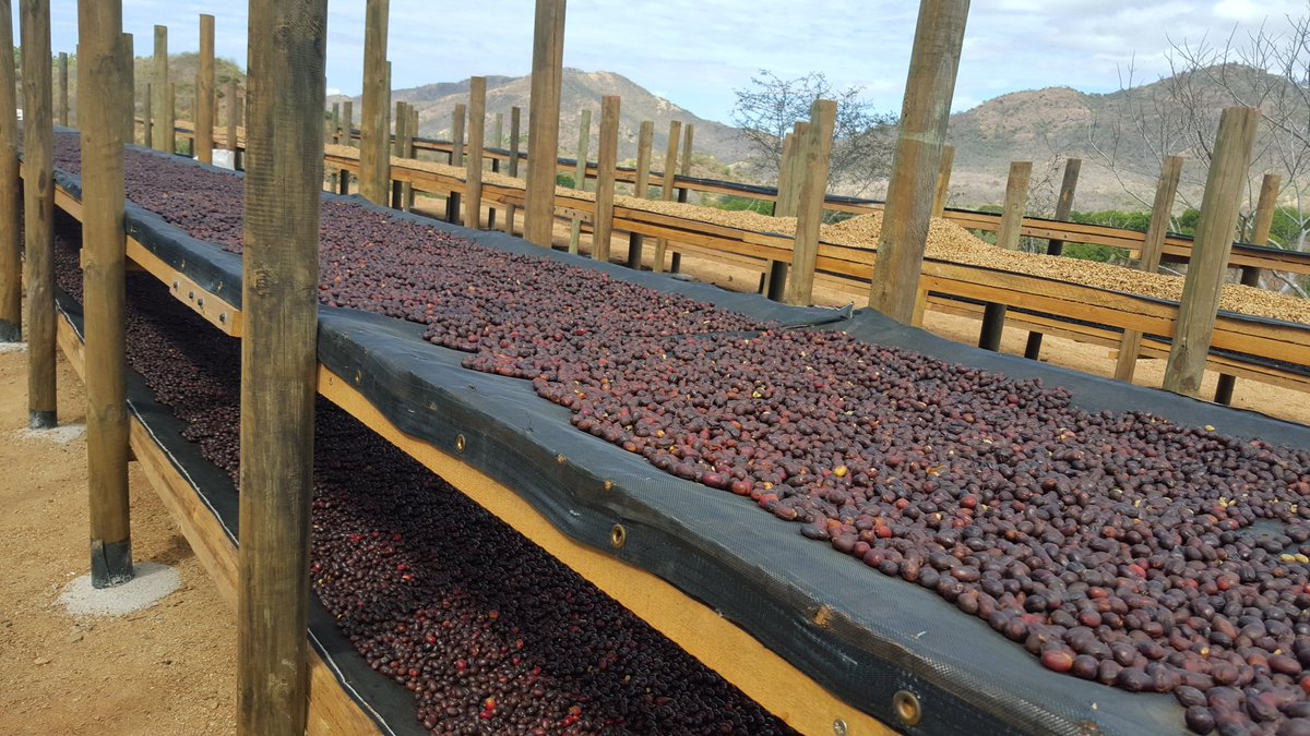 哥斯達黎加單品咖啡豆Sarchimor品種紅蜜處理風味特點口感推薦