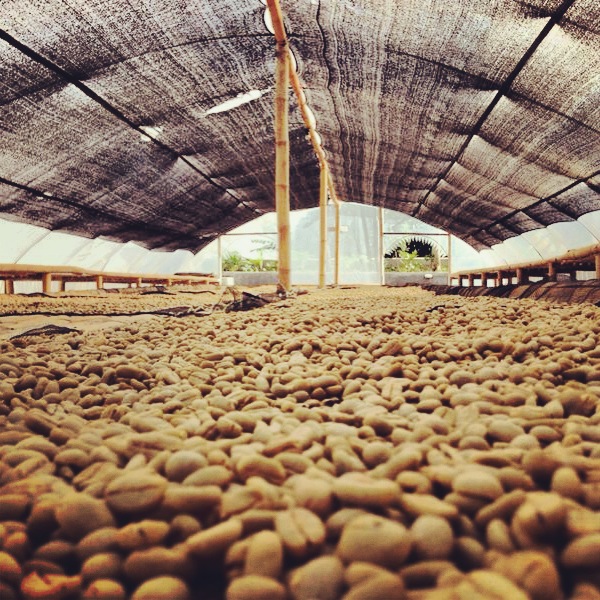 西爪哇愛嫚妮 | 關於西爪哇咖啡的故事，西爪哇咖啡豆的風味和口