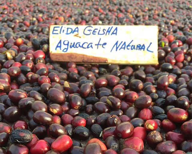 巴拿馬艾麗達 | 百年超級精品咖啡生產者艾麗達莊園日曬鐵皮卡專