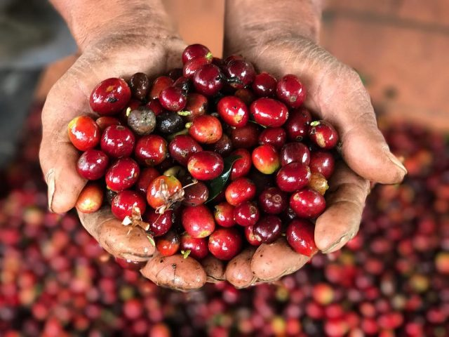 布隆迪咖啡|布隆迪2018年COE卓越杯得獎農場名單