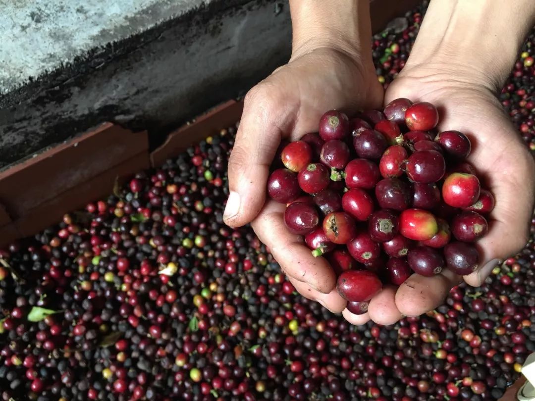 Wush Wush 埃塞俄比亞引進咖啡品種哥倫比亞咖啡產地原產地計劃