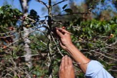 咖啡“得病”美政府着急 撥款助中美洲農民對抗