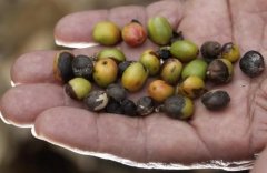 消滅拉丁美洲咖啡葉鏽病
