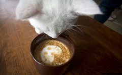貓咪主題咖啡店開業 小貓＂店員＂萌翻顧客