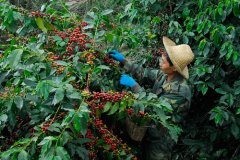 中國熱帶農業科學院在雲南建立咖啡創新中心