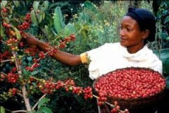 肯尼亞的“咖啡戰爭”