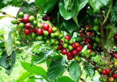 雲南咖啡發現抗寒單株--抗寒育種有新希望