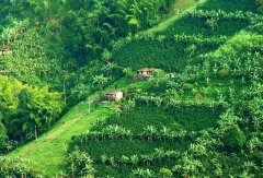哥倫比亞斥巨資保護世遺咖啡園區