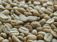 認識咖啡生豆