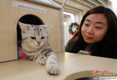 貓咪主題咖啡館亮相南京