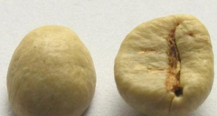 咖啡豆品種解析