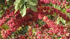 埃塞俄比亞咖啡原生品種特點簡介 埃塞咖啡產地風味介紹
