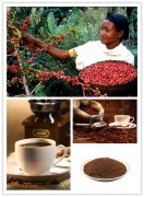 世界上最著名的8大咖啡肯尼亞AA咖啡—均衡可口