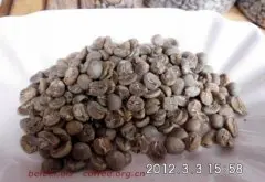 咖啡豆圖片 黃金曼特寧生豆 golden mandheling