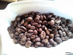 羅布斯塔咖啡種貓屎咖啡