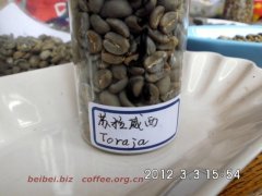 咖啡豆圖片 印尼蘇拉威西toraja塔拉加