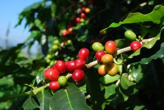 咖啡樹的三大原種