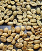 生咖啡豆的分級