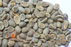 高級咖啡豆:水洗曼特寧Gayo Mountain mandheling