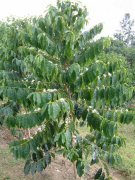 咖啡樹到收穫過程實圖