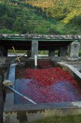 雲南咖啡豆的溼處理法和步驟