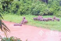 21頭亞洲野象進入雲南思茅曼中田莊園
