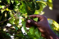 全球咖啡產地 非洲盧旺達精品咖啡豆