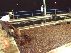 咖啡生豆處理方式介紹—水洗法