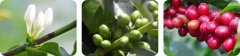 咖啡豆採收及加工