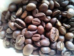 瞭解羅布斯塔咖啡種貓屎咖啡