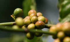 咖啡果實特性圖文詳細介紹（含解剖圖）咖啡果怎麼變咖啡豆
