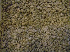 精品咖啡豆推薦 薇薇特南戈薩爾瓦多Injerto莊園咖啡豆
