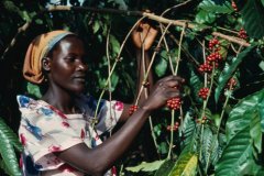 東非有機精品莊園咖啡豆